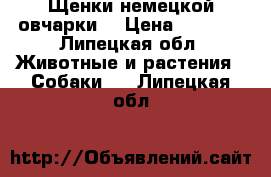 Щенки немецкой овчарки. › Цена ­ 4 500 - Липецкая обл. Животные и растения » Собаки   . Липецкая обл.
